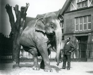 Un éléphant asiatique se grattant contre un arbre mort, en équilibre sur trois pattes, avec son dresseur, Syed Ali, regardant, zoo de Londres - Frederick William Bond