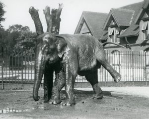 Un éléphant d