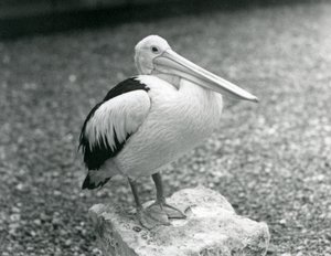 Un pélican australien debout sur une pierre au Zoo de Londres en 1929 (photo n/b) - Frederick William Bond