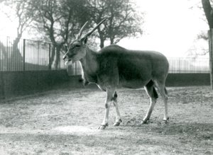 Un éland dans son paddock au Zoo de Londres en juin 1925 - Frederick William Bond