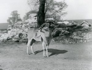 Un éland dans son enclos au Zoo de Londres en 1929 (photo n/b) - Frederick William Bond