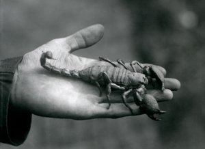 Un scorpion empereur tenu dans la paume de la main d