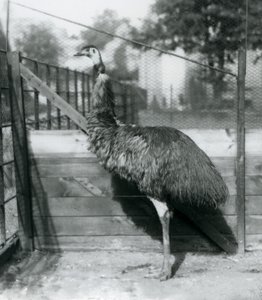 Un émeu au zoo de Londres en septembre 1927 - Frederick William Bond