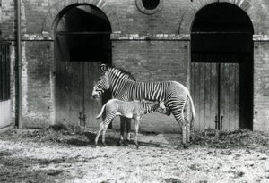 Un zèbre de Grévy en danger, debout nourrissant son poulain de 4 jours, dans leur enclos au zoo de Londres en août 1927