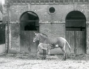 Une zèbre de Grévy impériale en voie de disparition nourrissant son poulain, dans leur enclos au Zoo de Londres en 1927