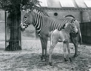 Un zèbre de Grévy en danger, debout avec son poulain de 4 jours, dans leur enclos au zoo de Londres en août 1927