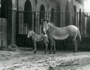 Un zèbre de Grévy en danger, debout avec son poulain de 4 jours, dans leur enclos au zoo de Londres en août 1927