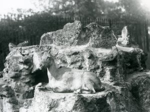 Un ibex de l