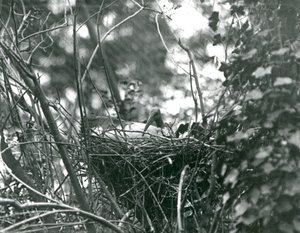 Un ibis assis sur son nid au Zoo de Londres - Frederick William Bond