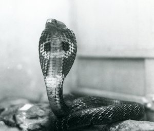 Un cobra indien à lunettes avec tête levée et capuche déployée, Zoo de Londres, octobre 1925 - Frederick William Bond