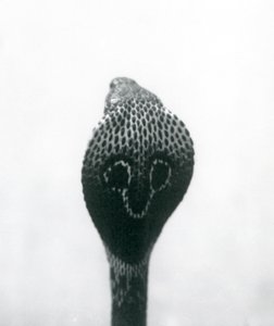 Un cobra indien à lunettes avec tête levée et capuche déployée, Zoo de Londres, octobre 1925 - Frederick William Bond