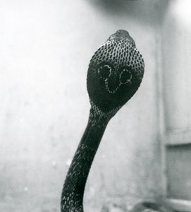 Un cobra indien à lunettes avec tête levée et capuche déployée, Zoo de Londres, octobre 1925 - Frederick William Bond