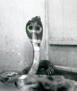Un cobra indien à lunettes avec tête levée et capuche déployée, Zoo de Londres, octobre 1925 - Frederick William Bond