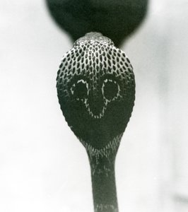 Un cobra indien à lunettes avec tête levée et capuche déployée, Zoo de Londres, octobre 1925 - Frederick William Bond