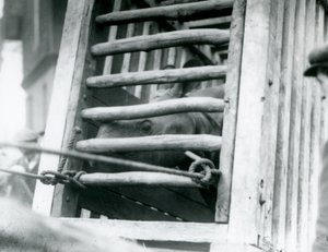 Un rhinocéros indien regardant hors de sa caisse de transport en bois à son arrivée au Zoo de Londres en 1924 - Frederick William Bond