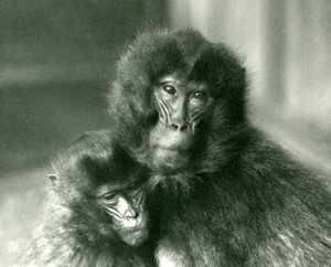 Un adulte et un jeune gelada au zoo de Londres en janvier 1925 - Frederick William Bond