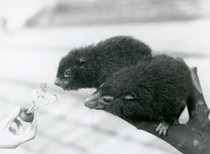 Un adulte et un jeune hyrax des arbres occidentaux assis sur une branche et se penchant vers une carotte tenue pour eux, zoo de Londres - Frederick William Bond