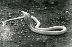 Un cobra albinos indien à lunettes avec sa tête levée et son capuchon déployé, Zoo de Londres, septembre 1924 - Frederick William Bond