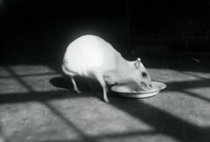 Un chevrotain albinos mangeant dans un plat, zoo de Londres, décembre 1926 - Frederick William Bond