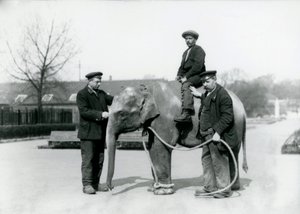 Un éléphant indien bébé avec les gardiens A. Church et H. Robertson au zoo de Londres, juin 1922 - Frederick William Bond