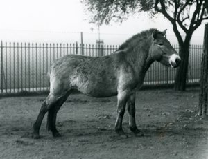 Un cheval sauvage de Przewalski en danger debout dans son enclos au zoo de Londres, octobre 1927 - Frederick William Bond