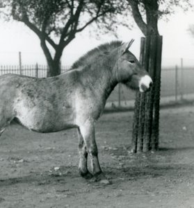 Un cheval sauvage de Przewalski en danger debout dans son enclos au zoo de Londres, octobre 1927 - Frederick William Bond