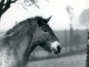 Un cheval sauvage de Przewalski en danger debout dans son enclos au zoo de Londres, octobre 1927 - Frederick William Bond