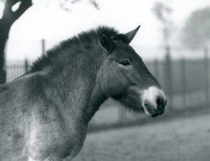 Un cheval sauvage de Przewalski en danger debout dans son enclos au zoo de Londres, octobre 1927 - Frederick William Bond