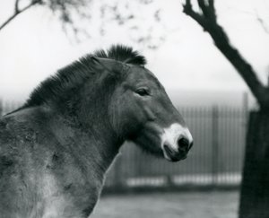 Un cheval sauvage de Przewalski en voie de disparition debout dans son enclos au Zoo de Londres, octobre 1927 - Frederick William Bond