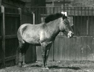 Un cheval sauvage de Przewalski en danger debout dans son enclos au zoo de Londres en 1927 - Frederick William Bond