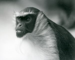 Un singe Roloway en danger au zoo de Londres - Frederick William Bond