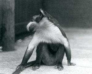 Un singe Roloway en voie de disparition assis par terre, regardant vers le haut, tenant sa queue, Zoo de Londres, 1927 - Frederick William Bond