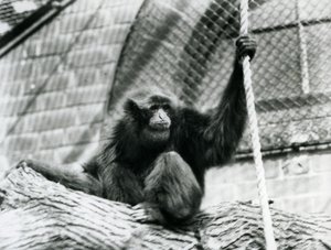 Un gibbon Siamang en danger assis sur une bûche, tenant une corde, zoo de Londres, 1927 - Frederick William Bond