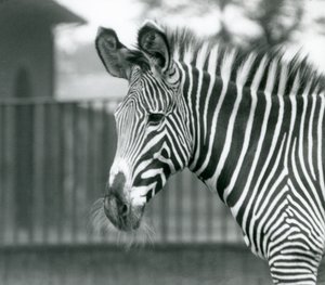 Une femelle/ânesse zèbre de Grévy en danger, Zoo de Londres, juillet 1926 (photo n/b) - Frederick William Bond