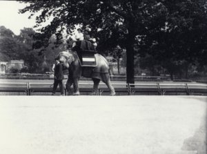 Éléphant asiatique 