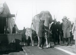 Éléphants asiatiques débarquant d