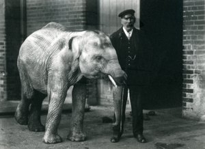 Éléphanteau asiatique avec le gardien Charles Eyles, Zoo de Londres, novembre 1915