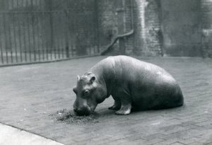 Bébé hippopotame 