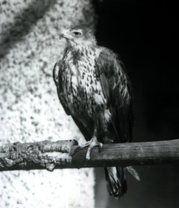 Aigle de Bonelli reposant sur une branche au Zoo de Londres, septembre 1925 - Frederick William Bond