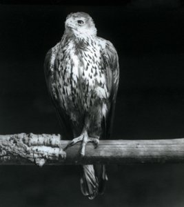 Aigle de Bonelli reposant sur une branche au Zoo de Londres, septembre 1925 - Frederick William Bond