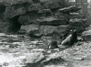 Lions de mer de Californie avec de la glace sur leur bassin, Zoo de Londres - Frederick William Bond