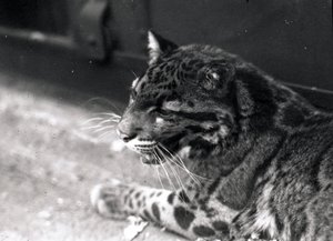 Léopard nébuleux, 1922