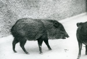 Pécaris à collier au zoo de Londres - Frederick William Bond