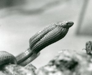 Serpent mangeur d