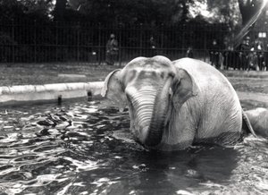Bain d