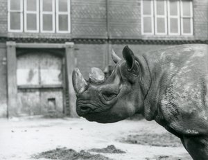Eliza, une femelle rhinocéros noir, zoo de Londres - Frederick William Bond