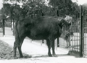 Bison européen 