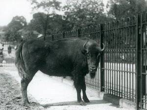 Le bison européen Georgina aux barreaux de son enclos, zoo de Londres, 12 août 1926 - Frederick William Bond