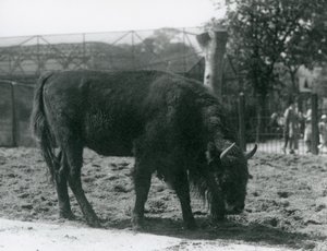 Le bison européen Julia mangeant l