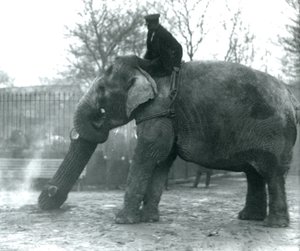 Éléphant d